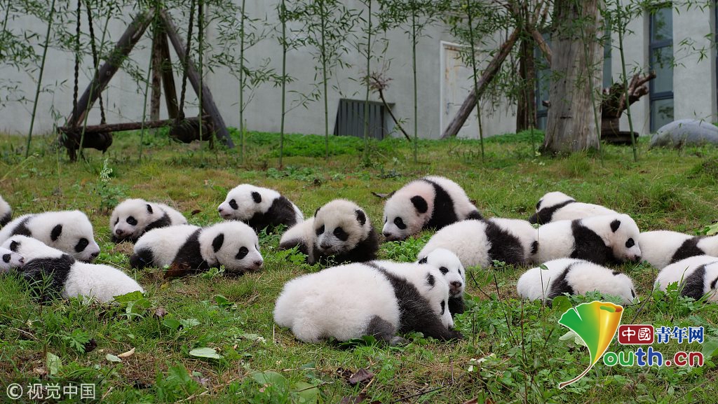 汶川地震十周年 实拍中国大熊猫保护研究中心