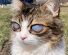 大眼睛的失明猫咪.jpg