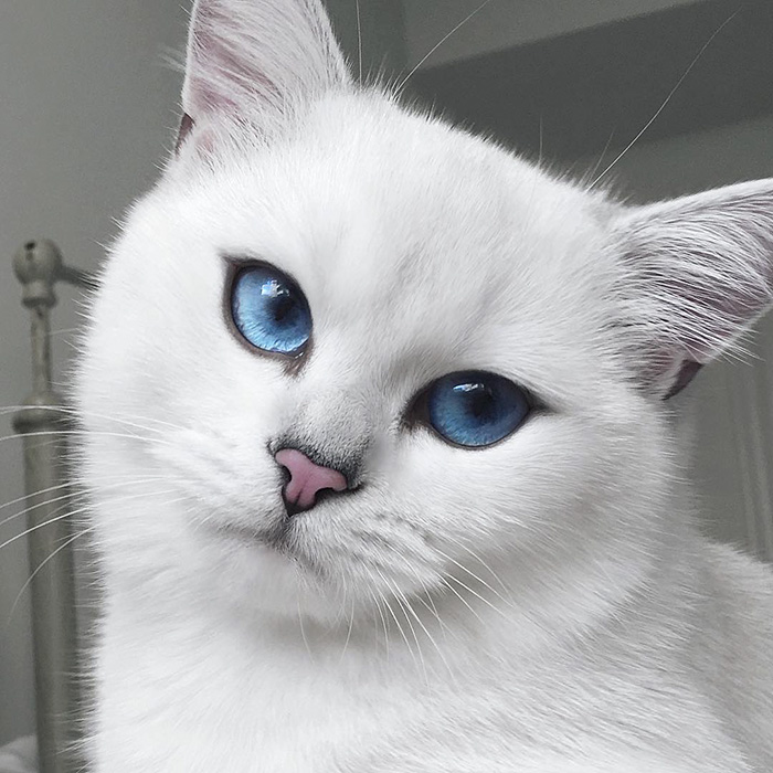英国短毛猫网络走红 被赞“世界最美猫咪”