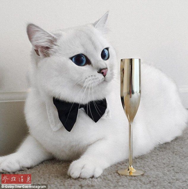 英国短毛猫网络走红 被赞“世界最美猫咪”