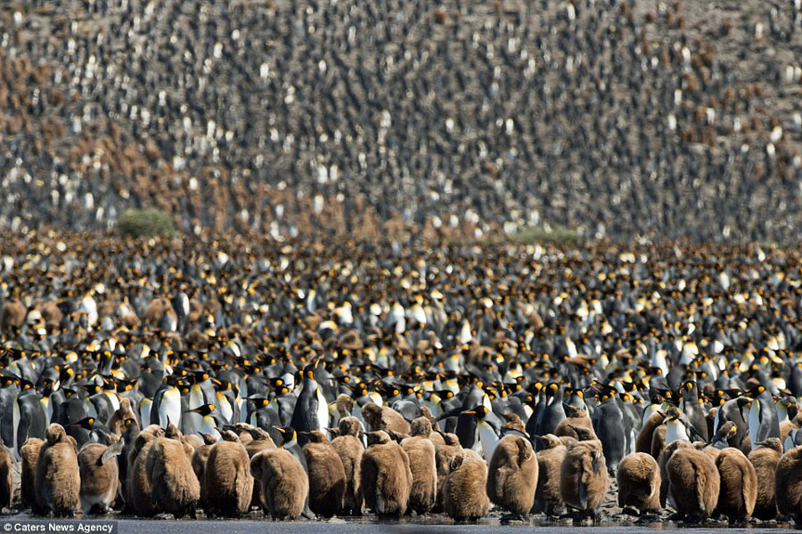 震撼！超过15万王企鹅拥作一团给宝宝取暖