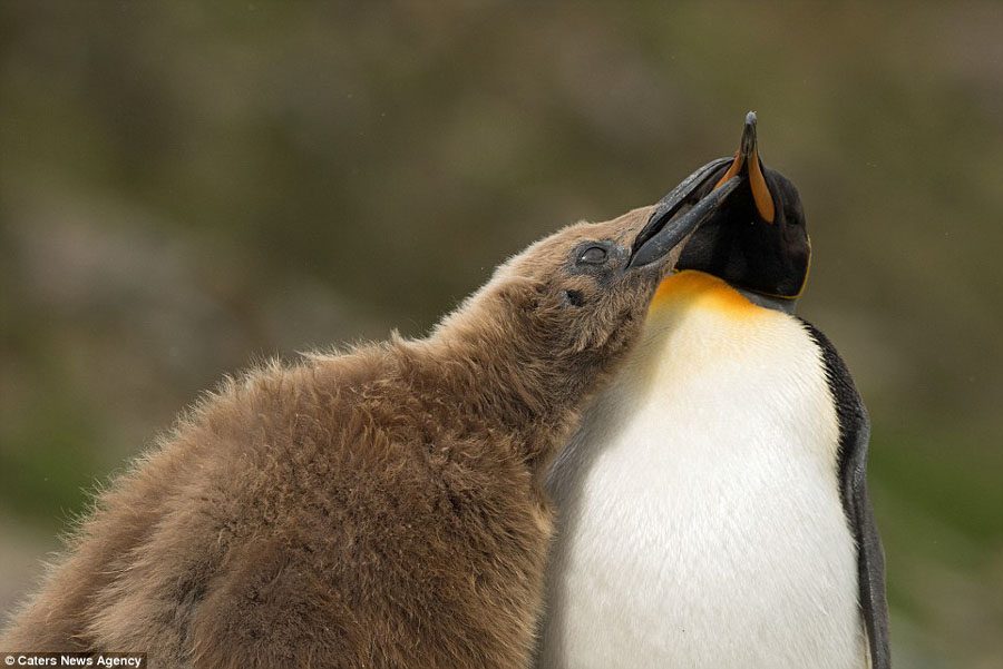 父爱无疆:超15万王企鹅拥作一团给宝宝取暖