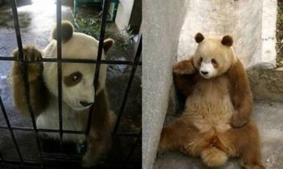 全球唯一棕色大熊猫“七仔”在陕西安然越冬(组图)