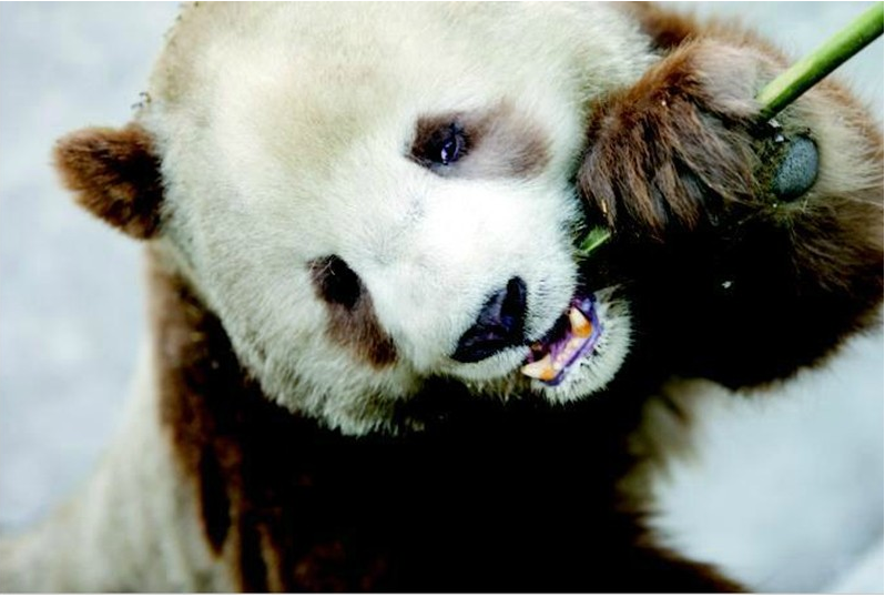 全球唯一棕色大熊猫“七仔”在陕西安然越冬(组图)