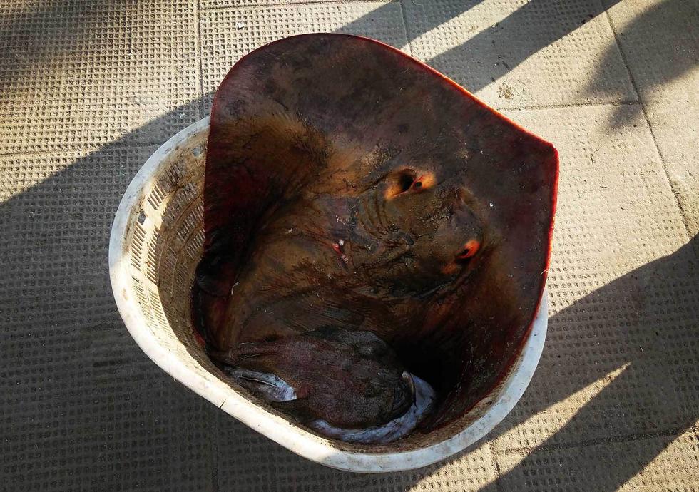 渔民捕获罕见大型老板鱼 重达60斤- Micro R