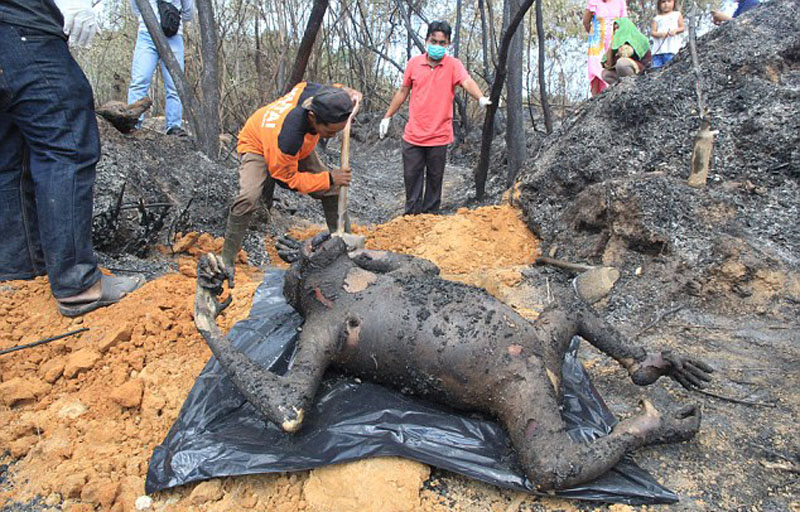 印尼保护区3只大猩猩被烧死 或是农民烧荒所致_新闻频道_中国青年网