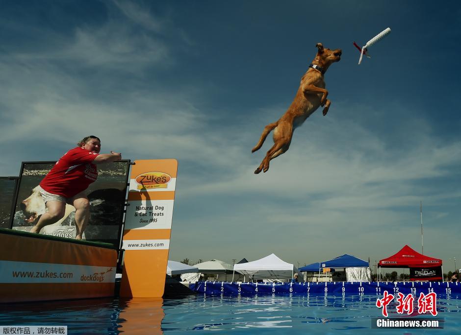 美国加州举行宠物狗“跳远”大赛
