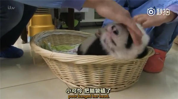 熊猫排便过程 W020170123342228821432.jpg