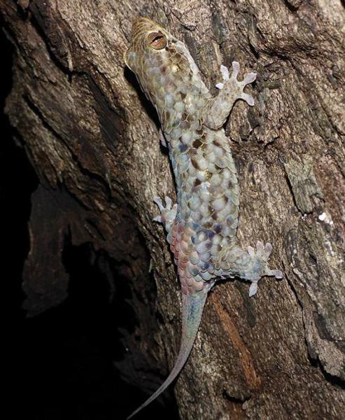 科学新发现:马达加斯加岛惊现脱壳壁虎(图)