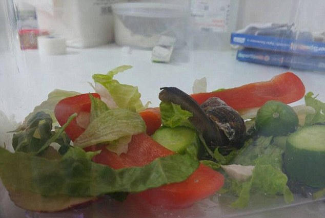 以色列兽医成功为外壳破碎蜗牛做修补手术