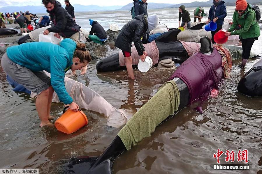 新西兰座头鲸搁浅：400条鲸鱼发现时已死300