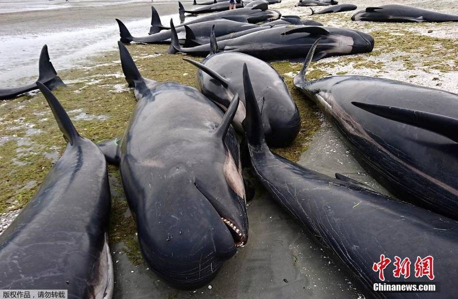 新西兰座头鲸搁浅：400条鲸鱼发现时已死300