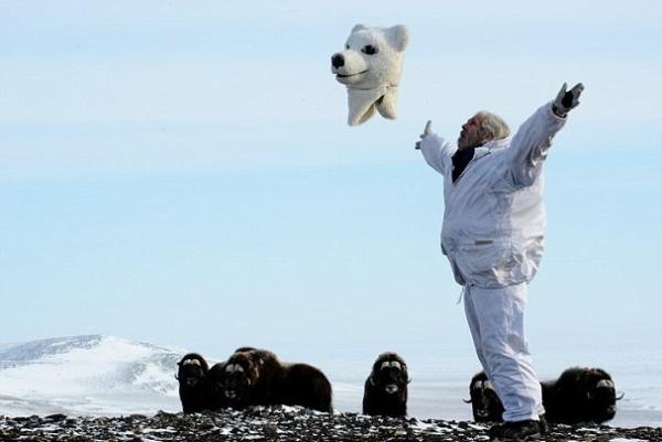 科学家的日常:北极科学家扮北极熊研究麝香牛(图)