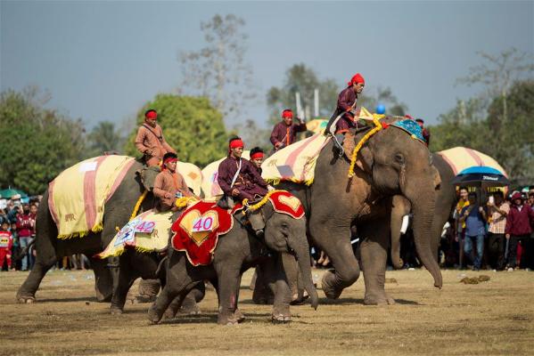 老挝大象节上的大象表演(组图)[4]