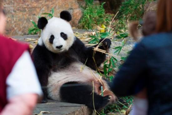 阿德莱德动物园大熊猫 福妮 再次受孕失败