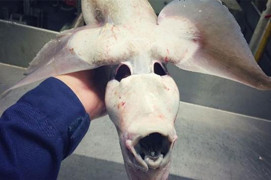 �����񲶻��������� ����һ��