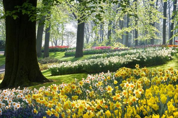 没有什么比英国公园里的水仙花更能作为春天来临的标志了.