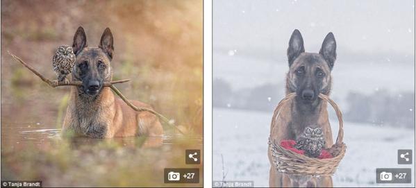 熊狮虎做朋友?盘点动物间有爱的跨物种友谊