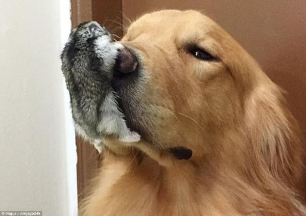 熊狮虎做朋友?盘点动物间有爱的跨物种友谊