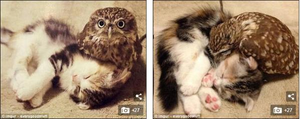 熊狮虎做朋友?盘点动物间有爱的跨物种友谊