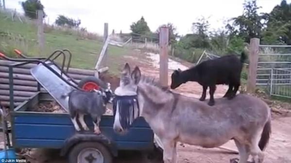 熊狮虎做朋友?盘点动物间有爱的跨物种友谊