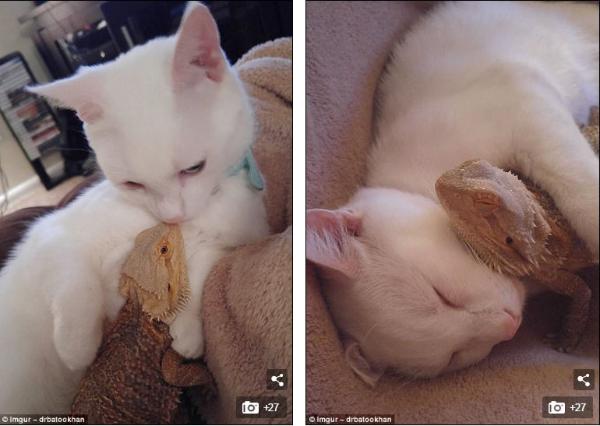 熊狮虎做朋友?盘点动物间有爱的跨物种友谊