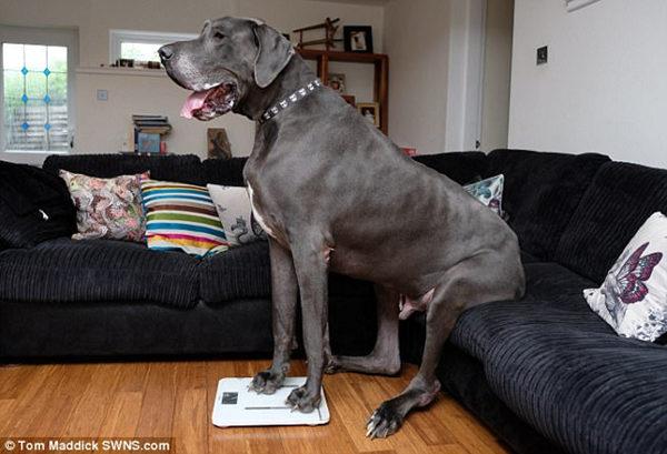 霸道的萌感:2米长的大丹狗荣登英国最大狗宝座