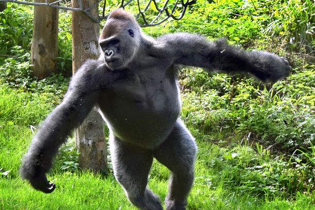 英国大猩猩爱耍宝动物园里上演芭蕾舞秀