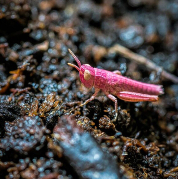 英国河畔现罕见粉色蚂蚱 系基因突变