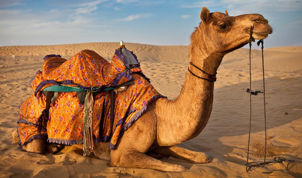 卡塔尔骆驼遭沙特驱逐 大批被弃沙漠饥渴死亡
