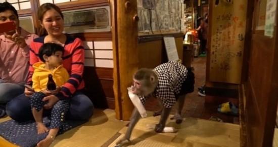 日本一酒馆 雇佣 猴子当服务员 香蕉当 工资