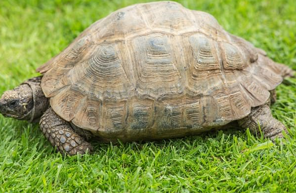 45岁宠物龟被困池塘生命垂危 主人做人工呼吸