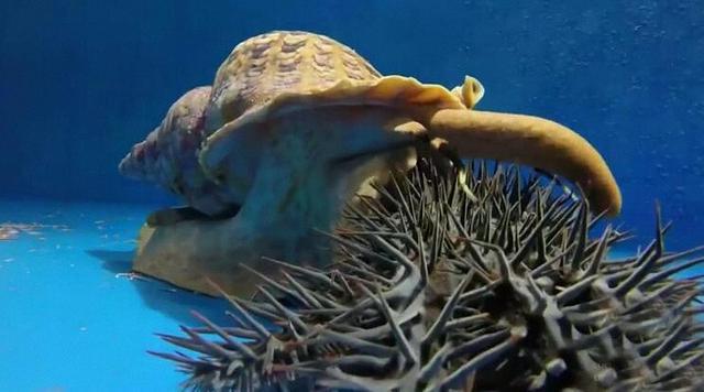 这里长棘海星泛滥科学家培育巨大海蜗牛去吃掉海星