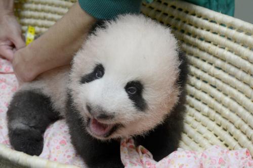 旅日大熊猫宝宝征名结果出炉 被定名为香香