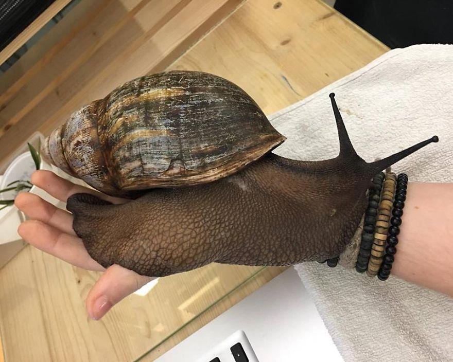 非洲巨型蜗牛 大小可覆盖成年人手掌