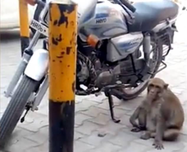 印度一猴子趁摩托车主不在偷喝汽油被抓现行