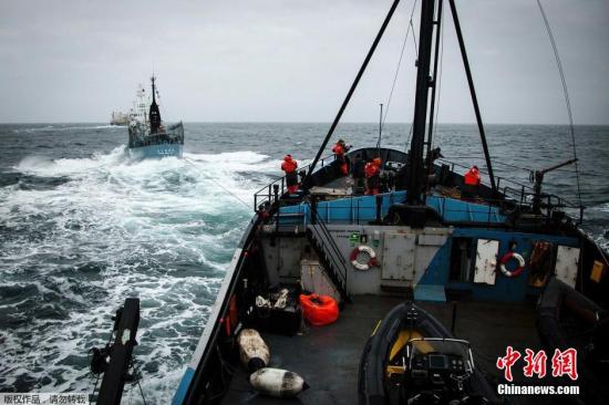 ����ͼ��2014��2��2�գ��ϴ����ձ����������ڶ������衱��Yushin Maru������ͼ�Է���������ʷ�ٷ�ŷ�ġ���Steve Irwin���Ž������롣