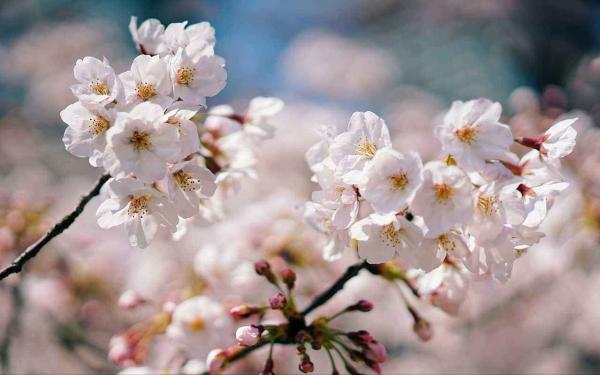 2018年日本各地樱花开放日期预测 东京及九州地区为3月22日