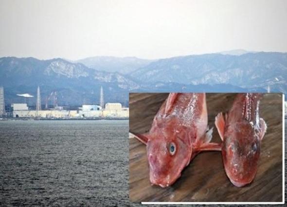日本福岛核电站附近海域发现超标辐射鱼图