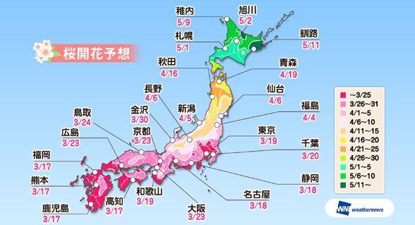 日本樱花前线开启 高知县樱花最早开放