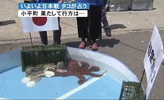 日本章鱼哥赌球连中三场 渔民却为这事把它肢