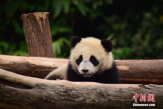 通讯：中国大熊猫在莫斯科的“生日派对”