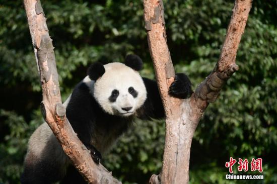 通讯：中国大熊猫在莫斯科的“生日派对”