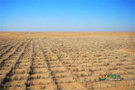 官兵们种植的防沙草