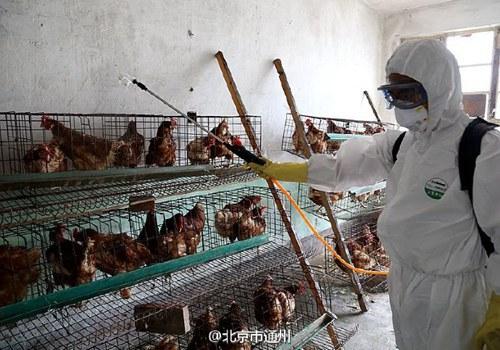 北京通州防控H7N9禽流感 取缔活禽交易兽医和
