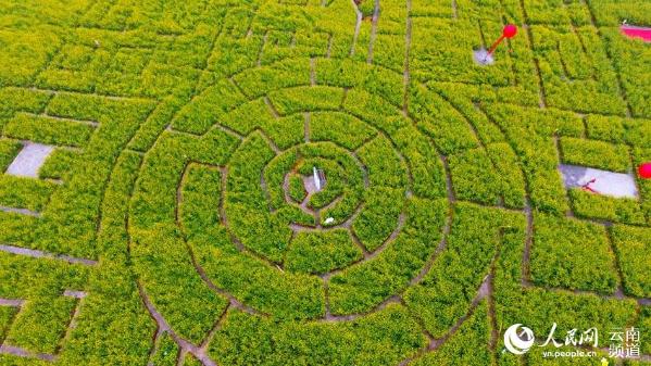 云南罗平花海迷宫获基尼斯世界纪录