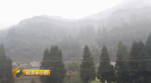 �������ŷ�ƶ��Ǩ��ͣ�� ƶ�����������Ѷ���