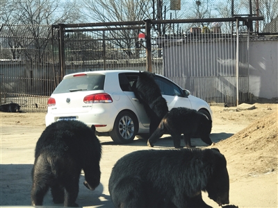 八达岭动物园黑熊伸爪进游客车窗 园方：儿童误开车窗
