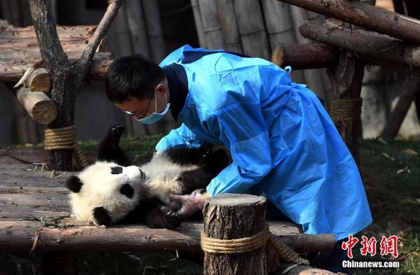 大熊猫奇一抱大腿成网红萌翻众粉丝