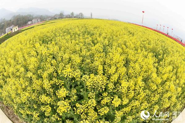 湖北保康首届油菜花节启幕 10万亩油菜花海绽放